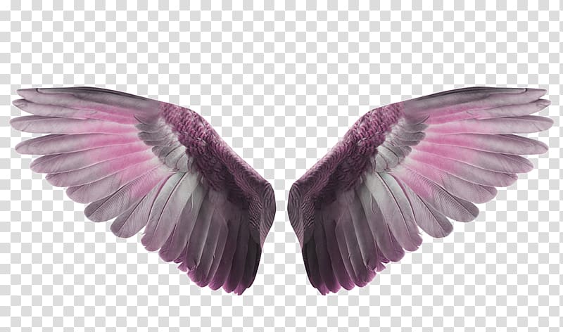 Pigeon clipart flight wing. Gray and pink wings