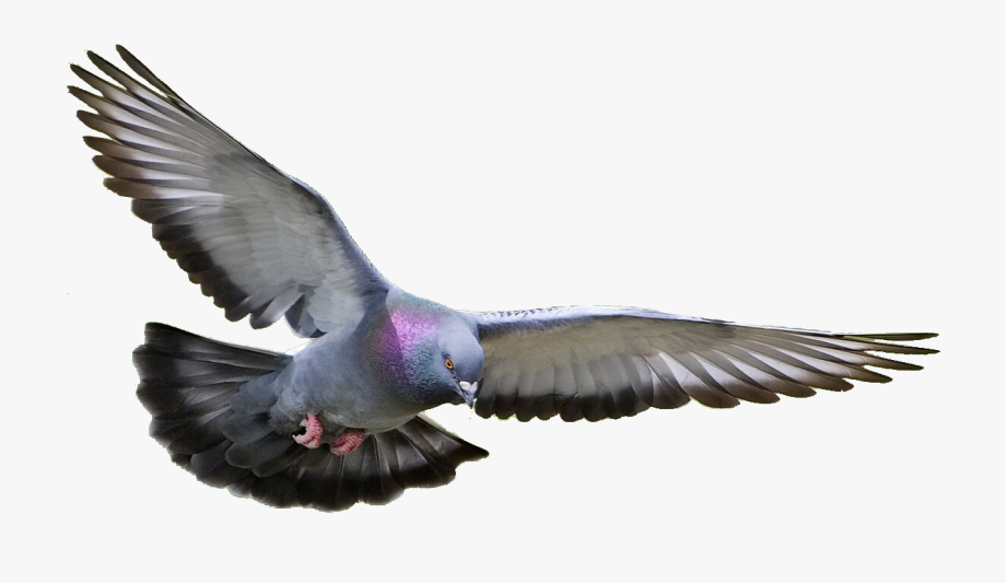 pigeon clipart flying