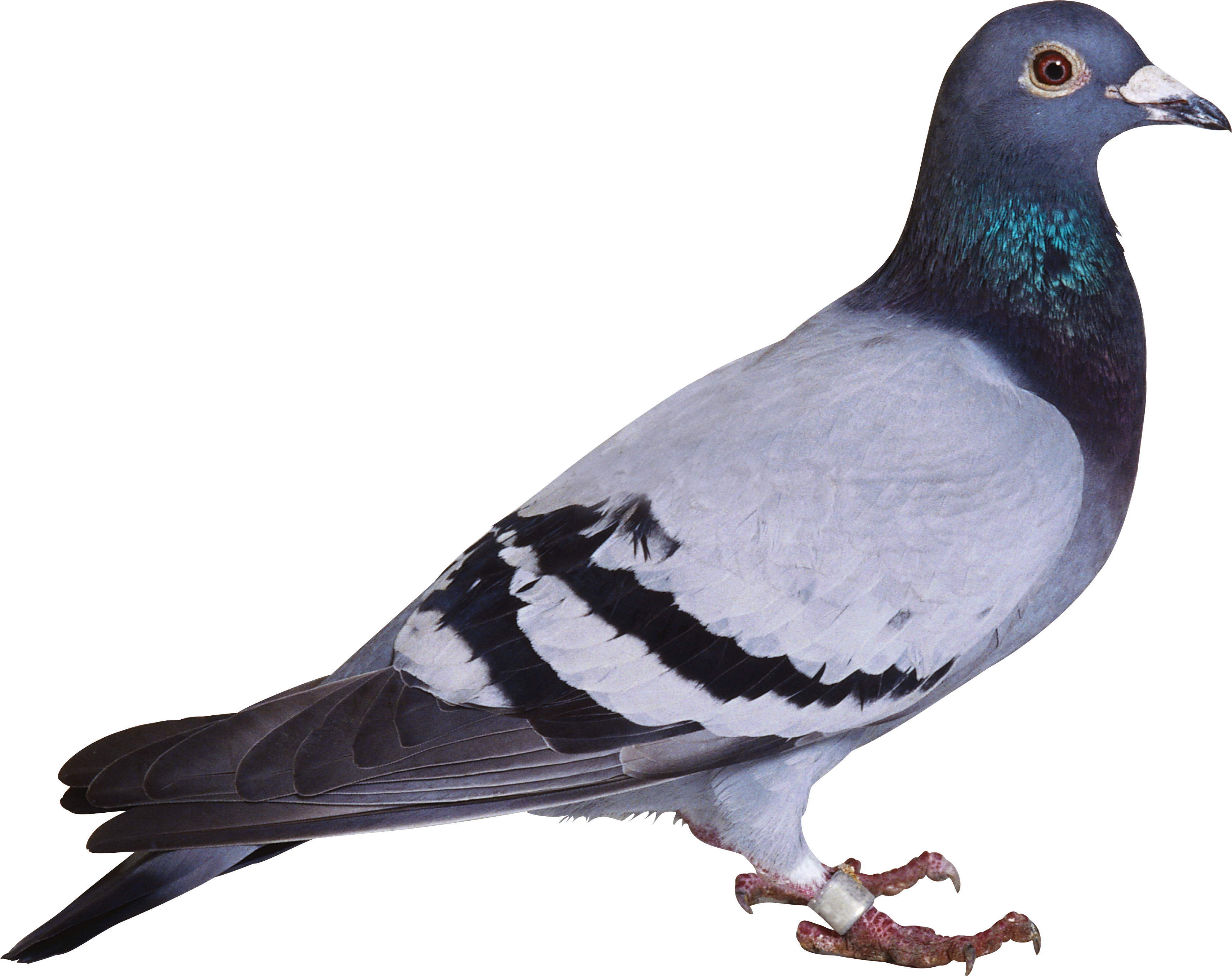 pigeon clipart foot