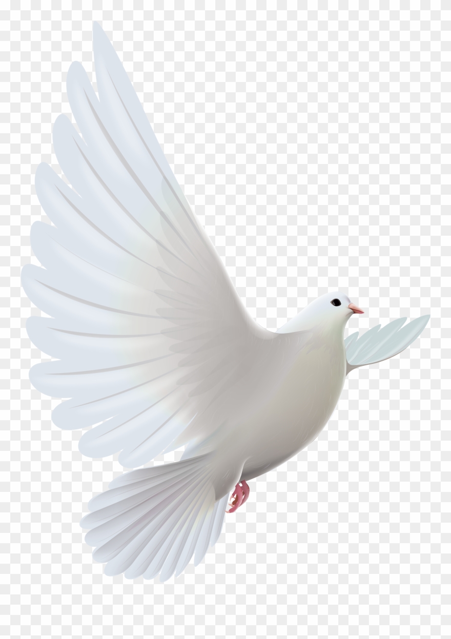 Pigeon clipart funeral dove. Clip art images free