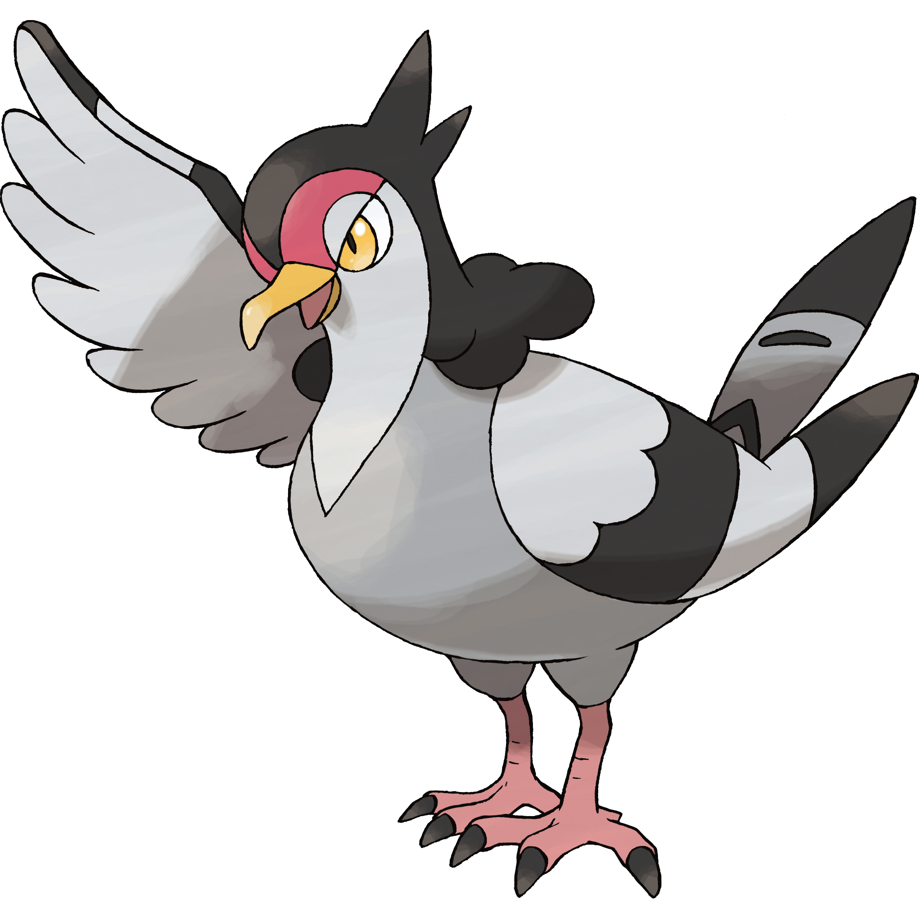 Pigeon gray bird
