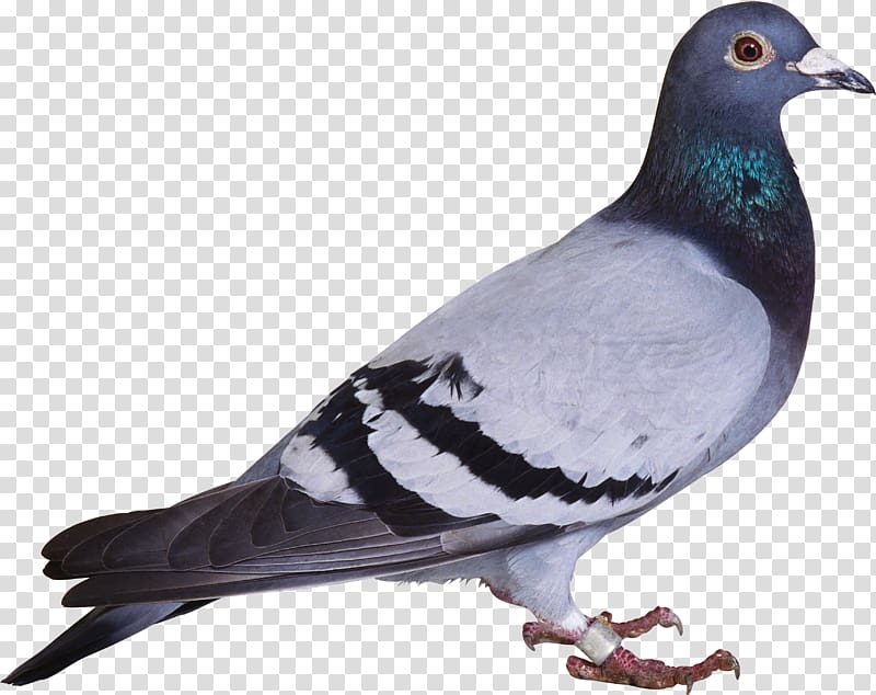 pigeon clipart gray bird