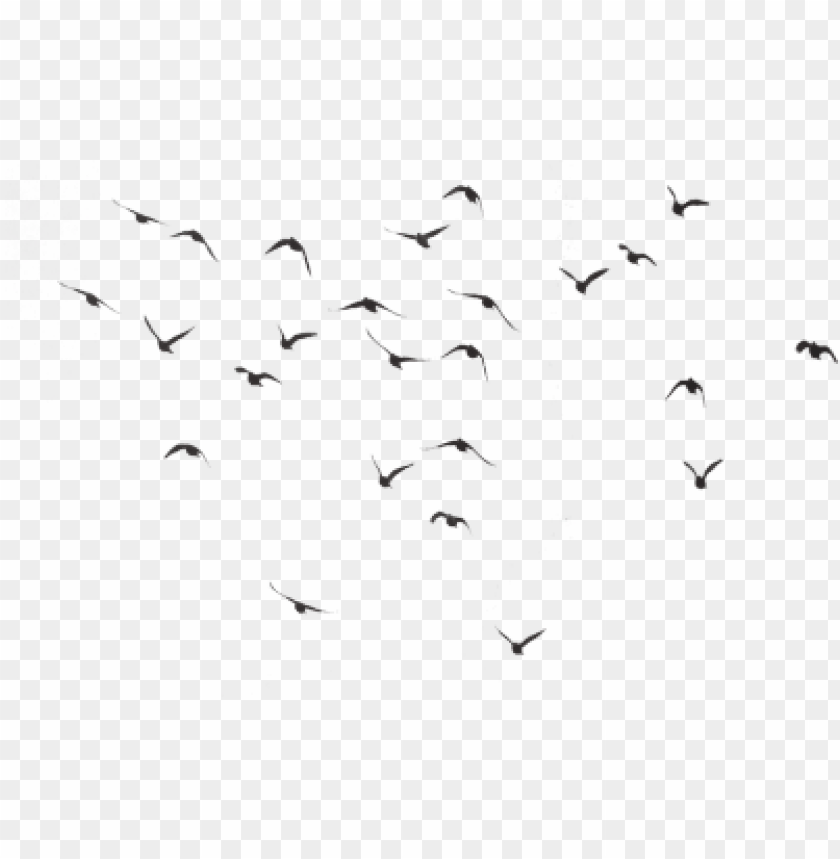 Bird silhouette pigeons flying. Pigeon clipart group