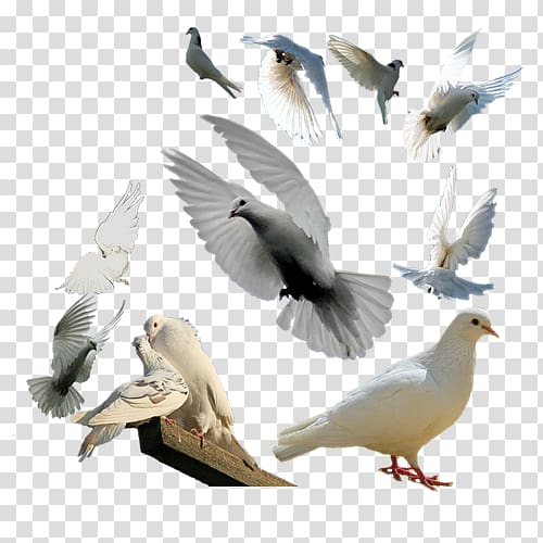 Pigeon clipart group. Rock dove columbidae bird