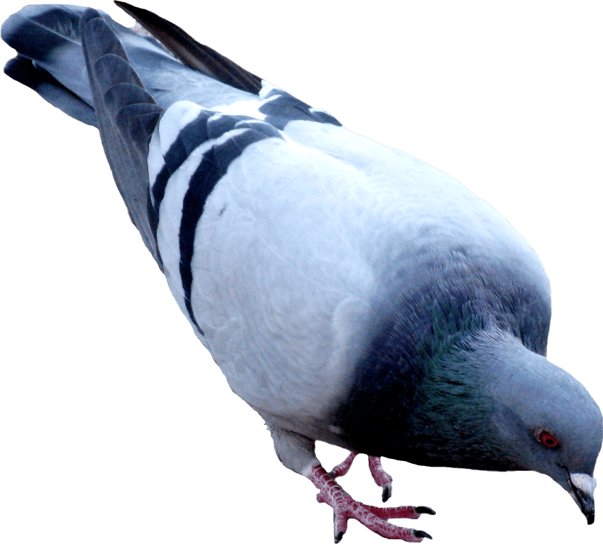 Pigeon clipart hindi wikipedia. Images png imaganationface org