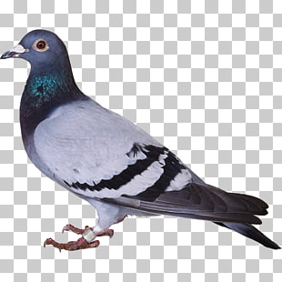 pigeon clipart hindi wikipedia