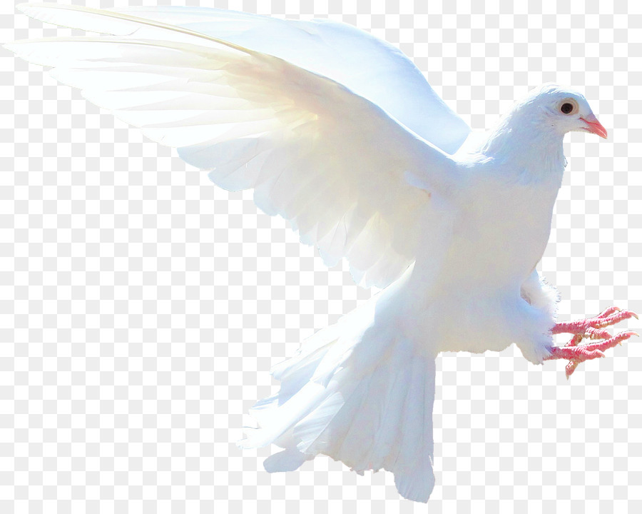 Dove bird feather wing. Pigeon clipart holy spirit