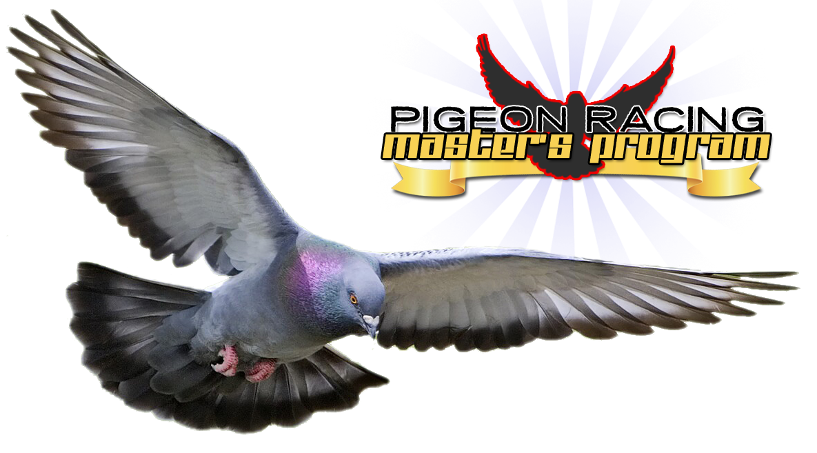Prmp racing master s. Pigeon clipart in flight