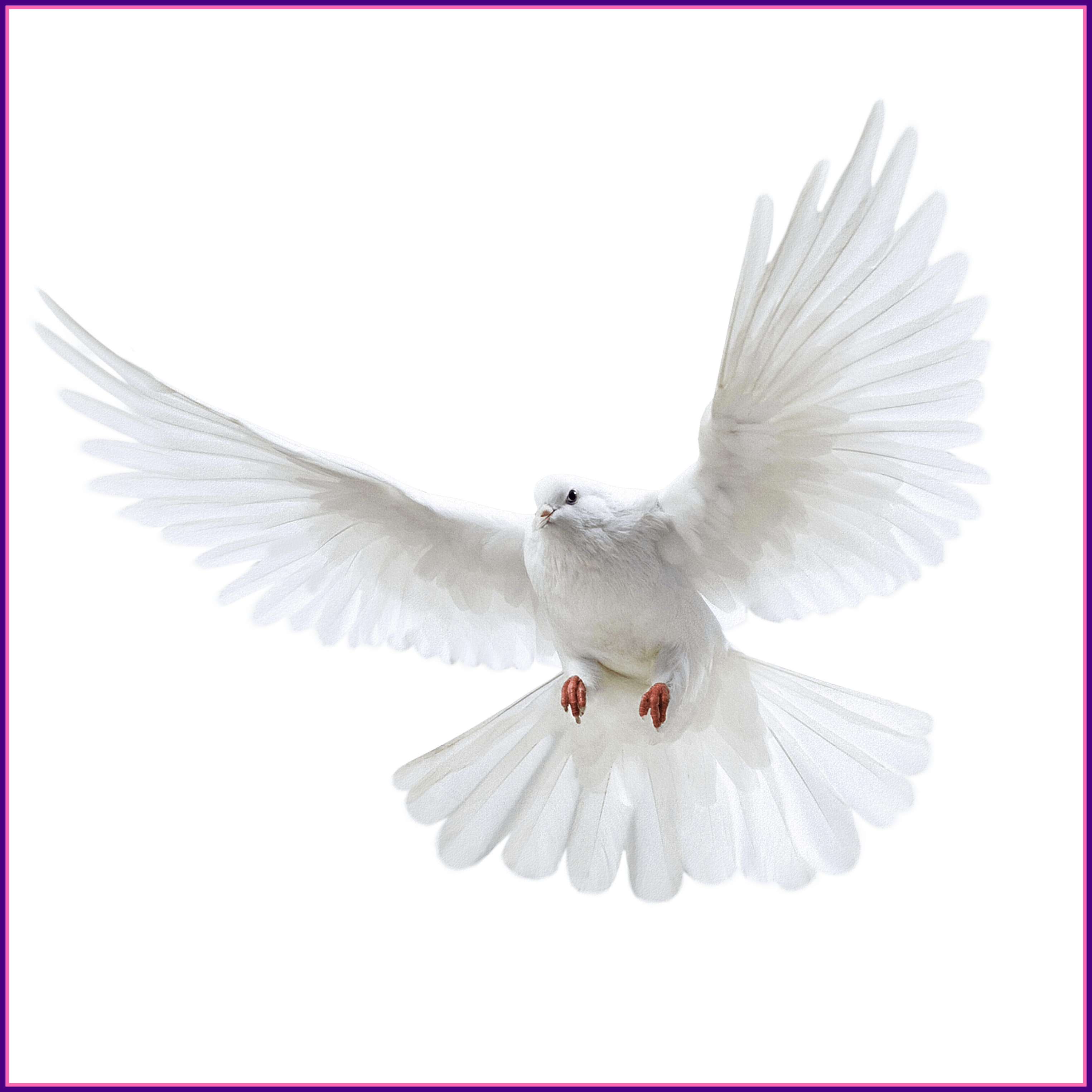  ideas of dove. Pigeon clipart in flight