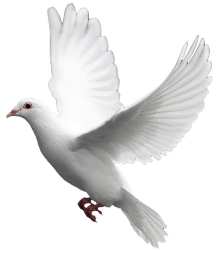 Pigeon clipart in flight. Pigeons hd png transparent