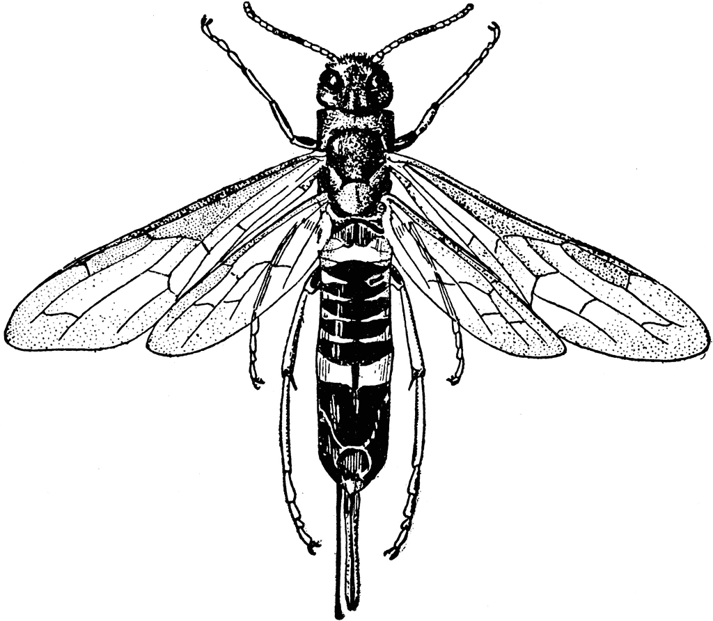 pigeon clipart insect
