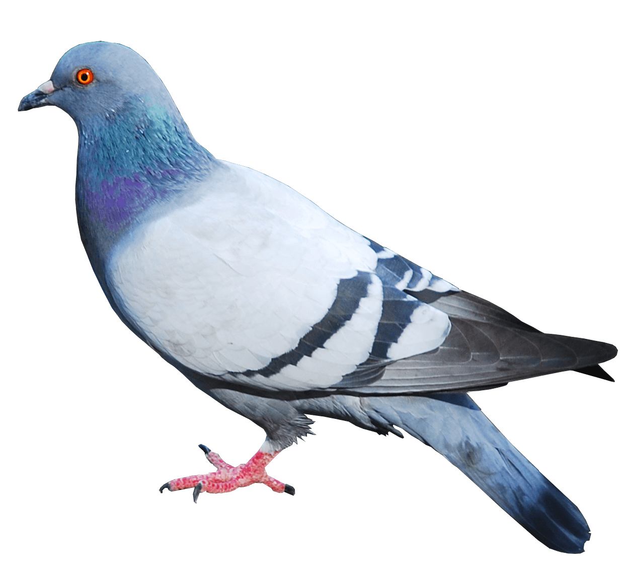 pigeon clipart insect