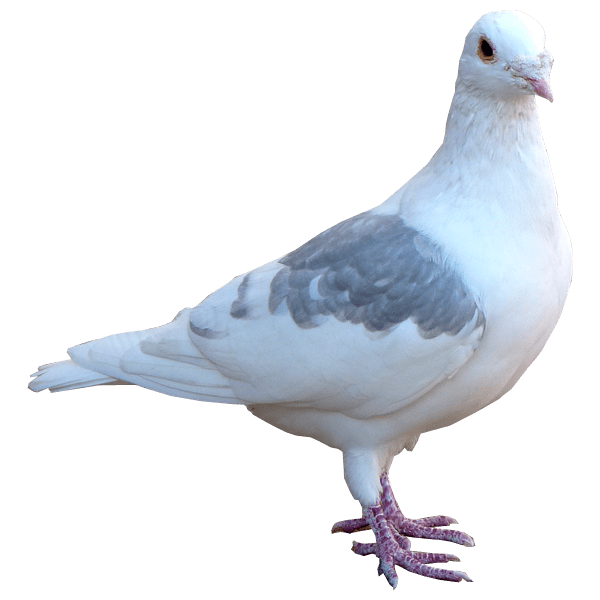 pigeon clipart kabutar