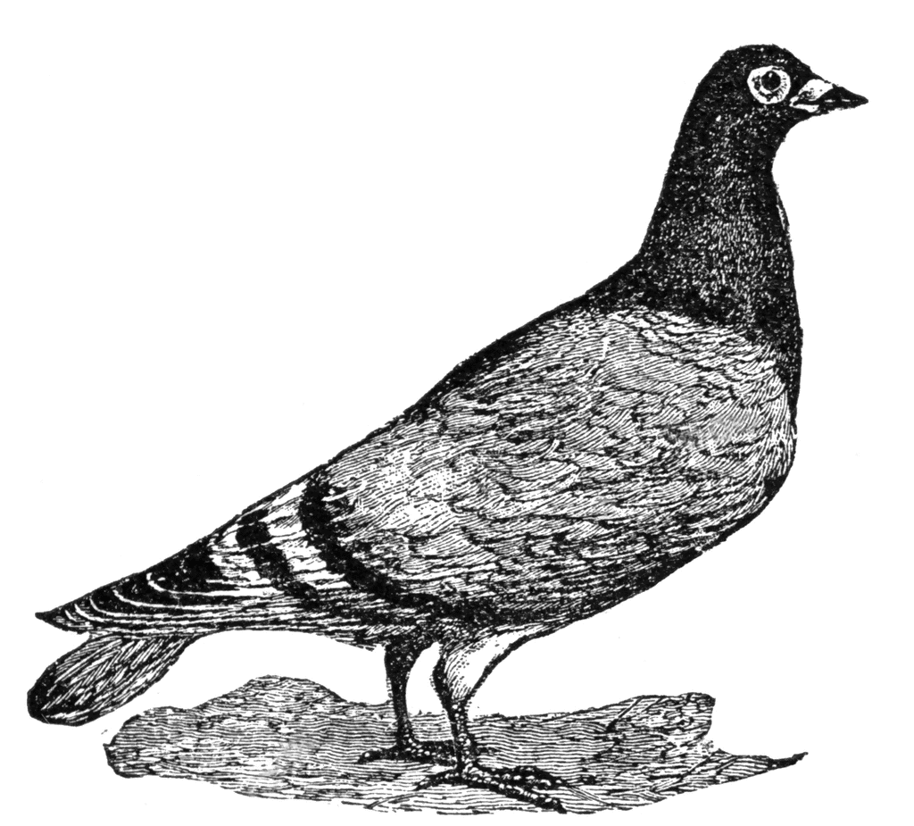 pigeon clipart messenger pigeon