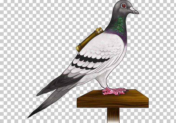 pigeon clipart messenger pigeon