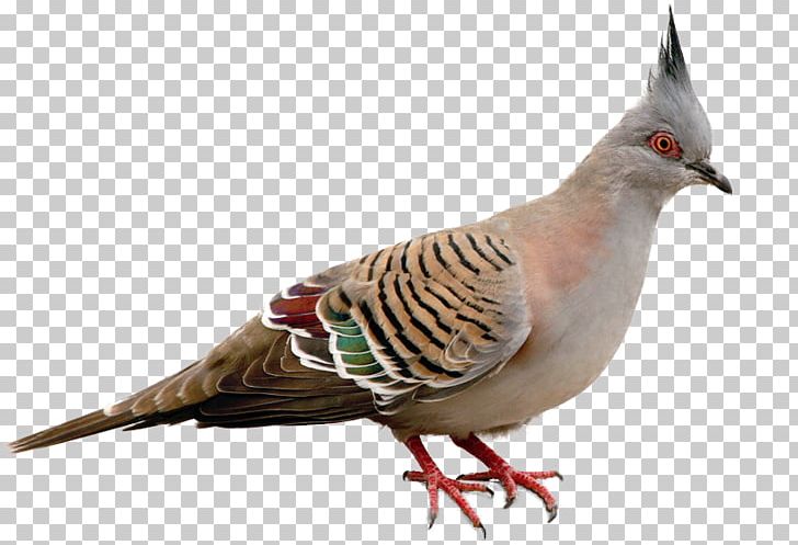 Pigeon clipart parrot. Bird columbidae domestic tanager