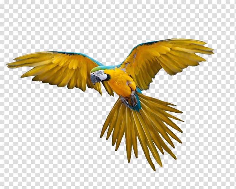 Blue and yellow macaw. Pigeon clipart parrot