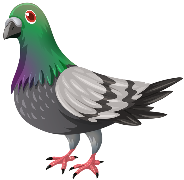 pigeon clipart parrot