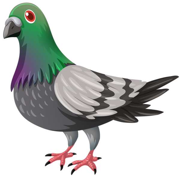 Pin by creater on. Pigeon clipart parrot