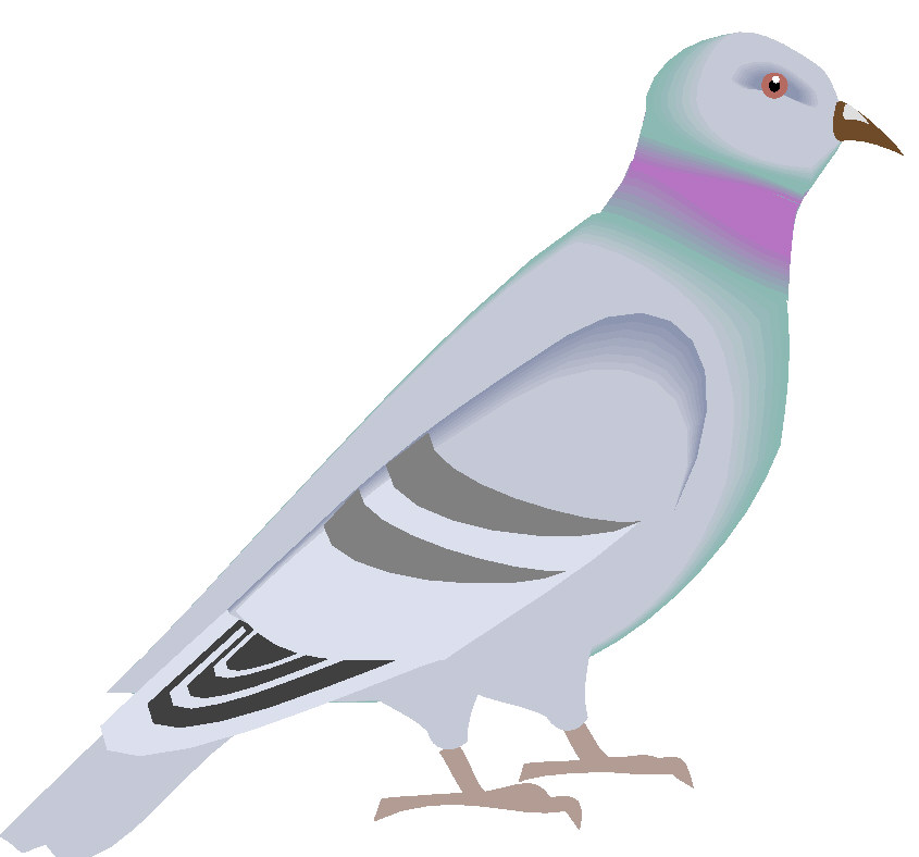 Pigeon clipart pidgeon. Pigeons free download best