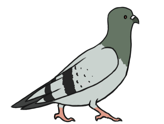  collection of cute. Pigeon clipart pidgeon