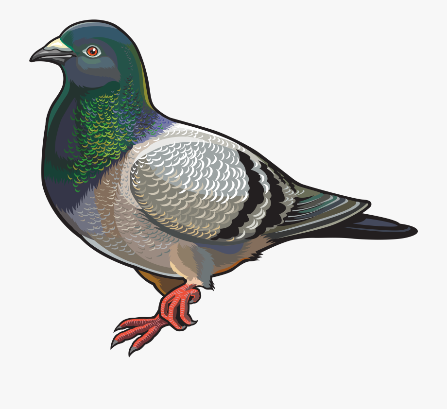 Png image of free. Pigeon clipart pidgeon