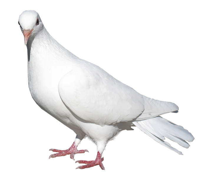 White transparent png picture. Pigeon clipart pigen