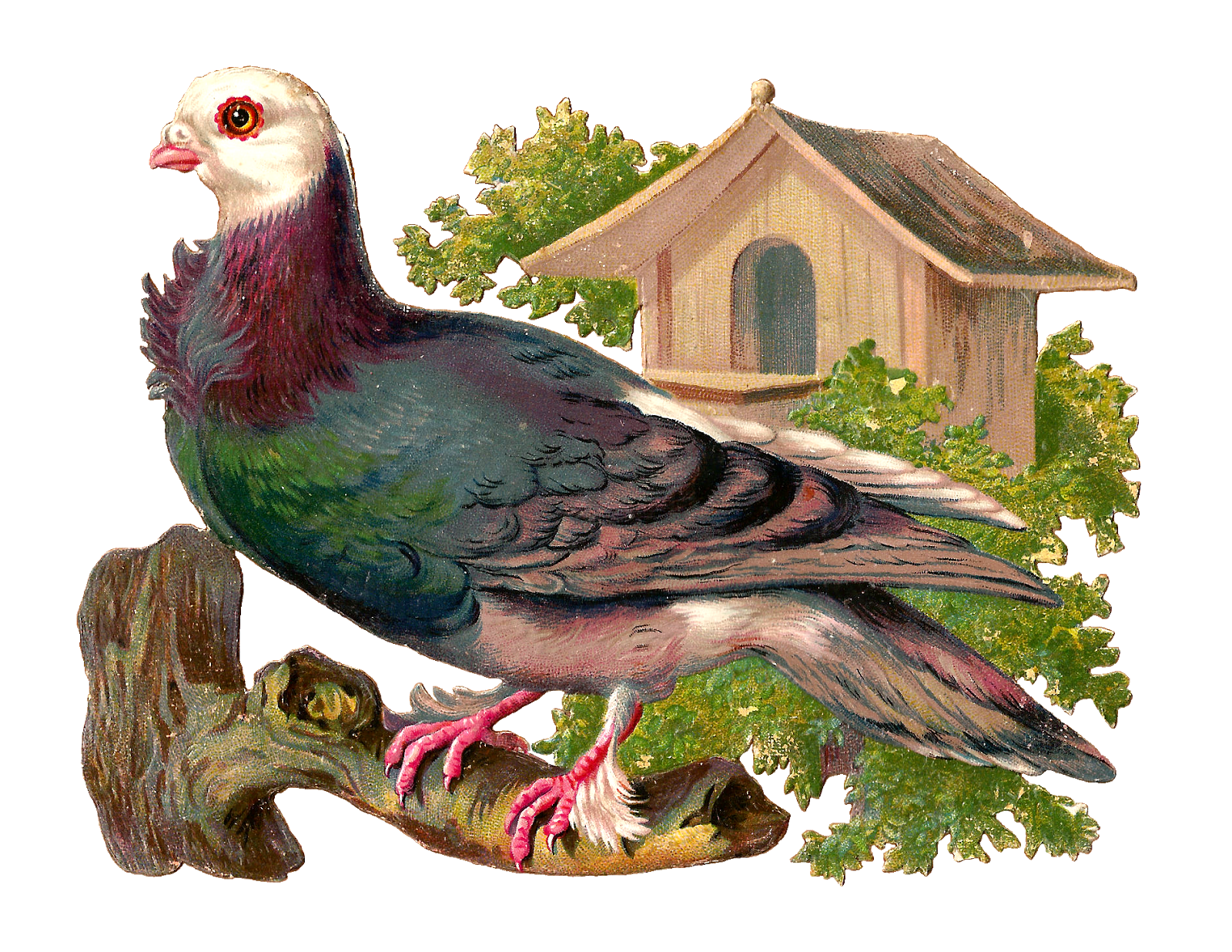 Free cliparts download images. Pigeon clipart pigeon house