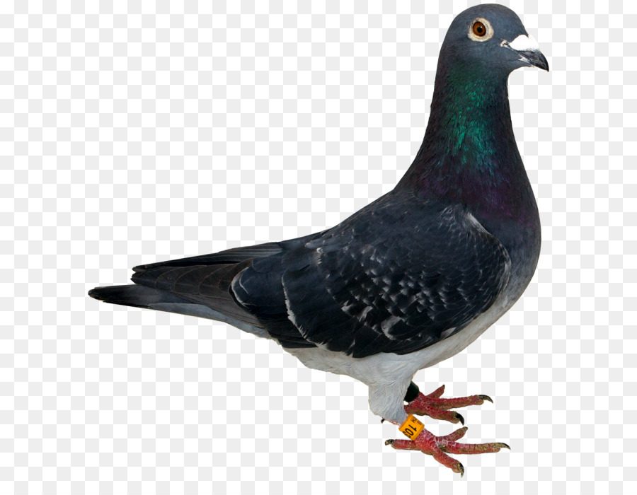 Dove bird png download. Pigeon clipart racing pigeon
