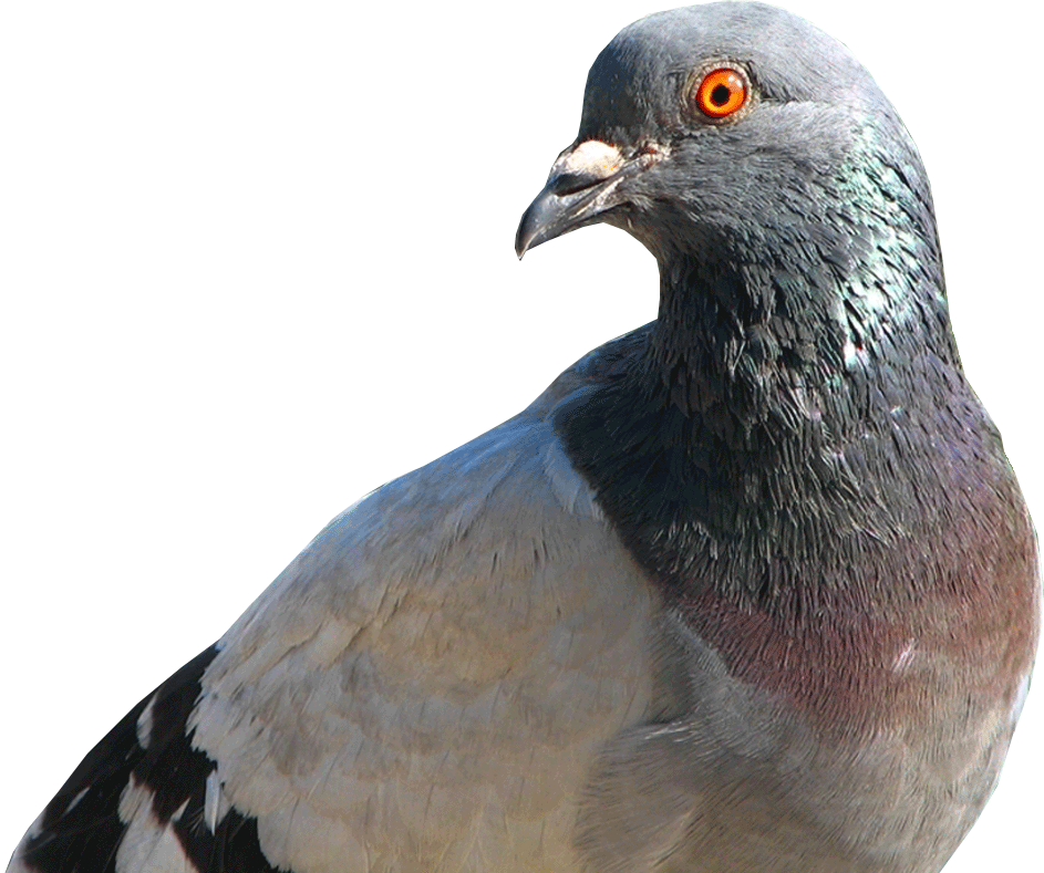 The loft part winning. Pigeon clipart racing pigeon