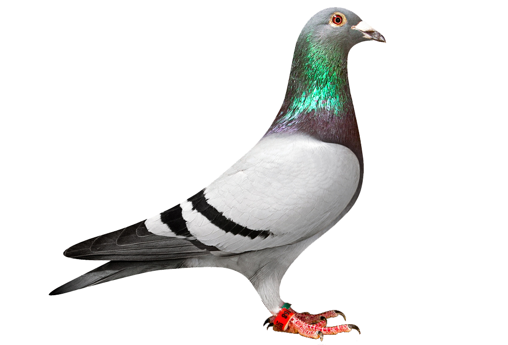 Pigeon clipart racing pigeon. Download png transparent images