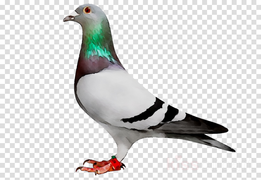 Pigeon clipart racing pigeon. Dove bird transparent clip