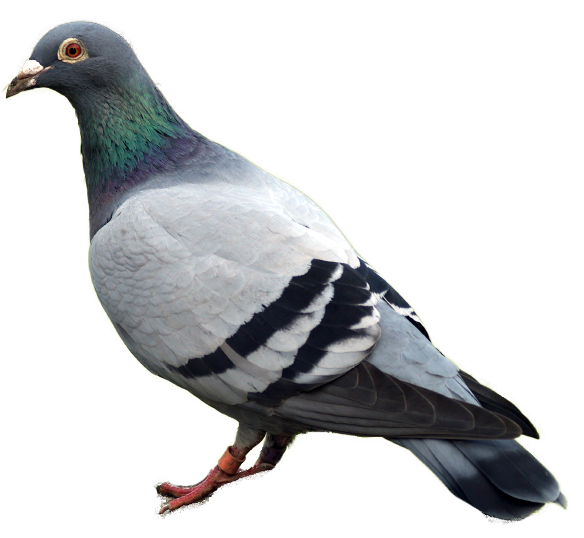 Pigeon clipart racing pigeon. Png image diy knittable