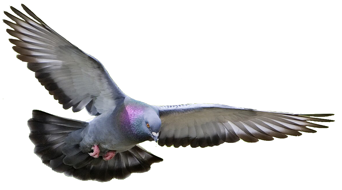 Pigeon clipart racing pigeon. Homing columbidae fancy bird