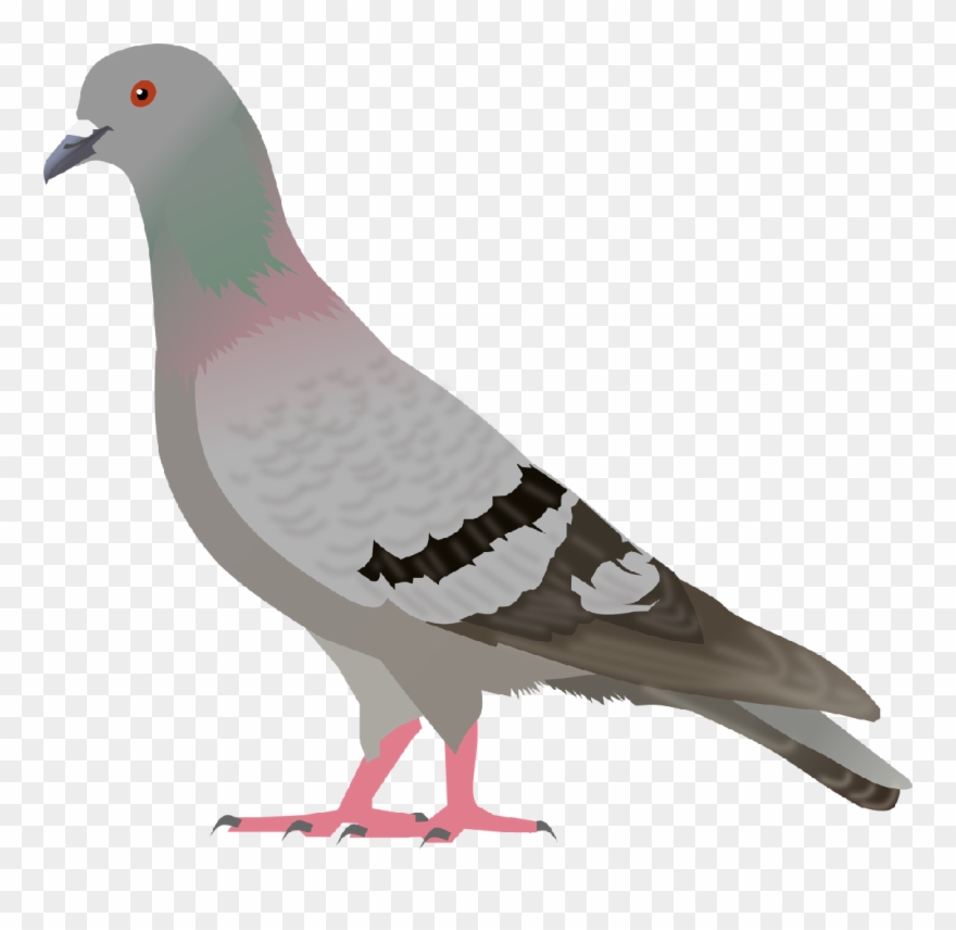 pigeon clipart real bird