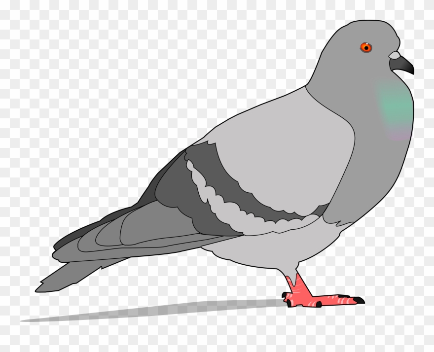 pigeon clipart real bird