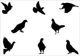 Pigeon clipart silhouette. Google search art pages