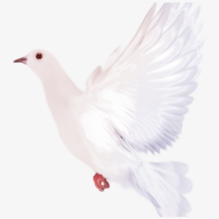 Pigeon clipart small dove. White flying pigeons and