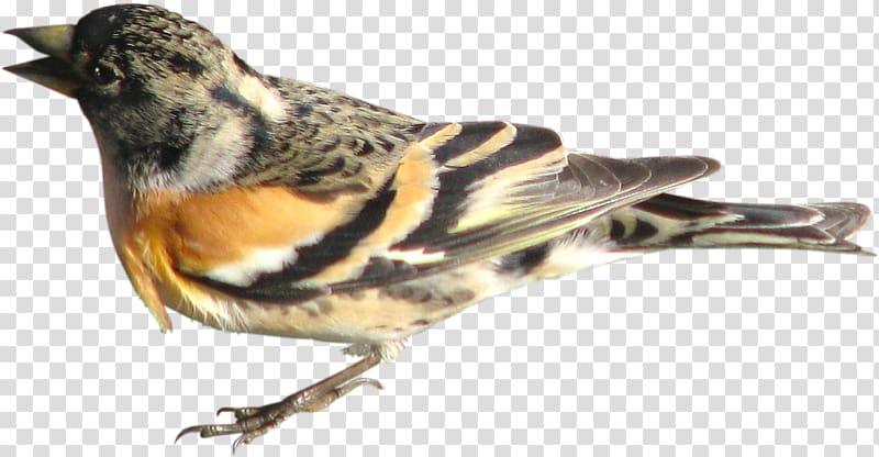 Bird brambling domestic finch. Pigeon clipart sparrow