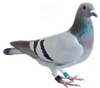pigeon clipart transparent background