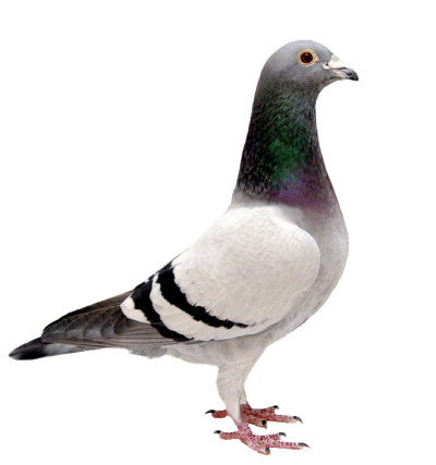pigeon clipart transparent background