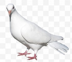 pigeon clipart turtle dove