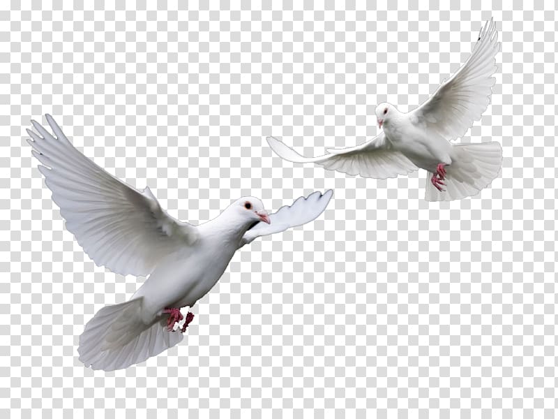 White pigeons bird columbidae. Pigeon clipart two