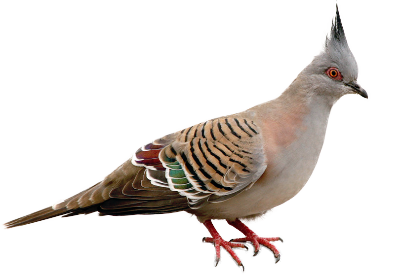 Pigeon clipart wood pigeon, Pigeon wood pigeon Transparent FREE for