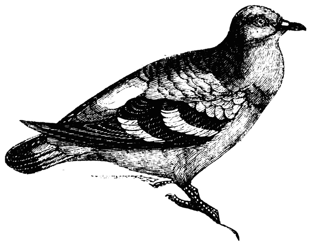 pigeon clipart wood pigeon