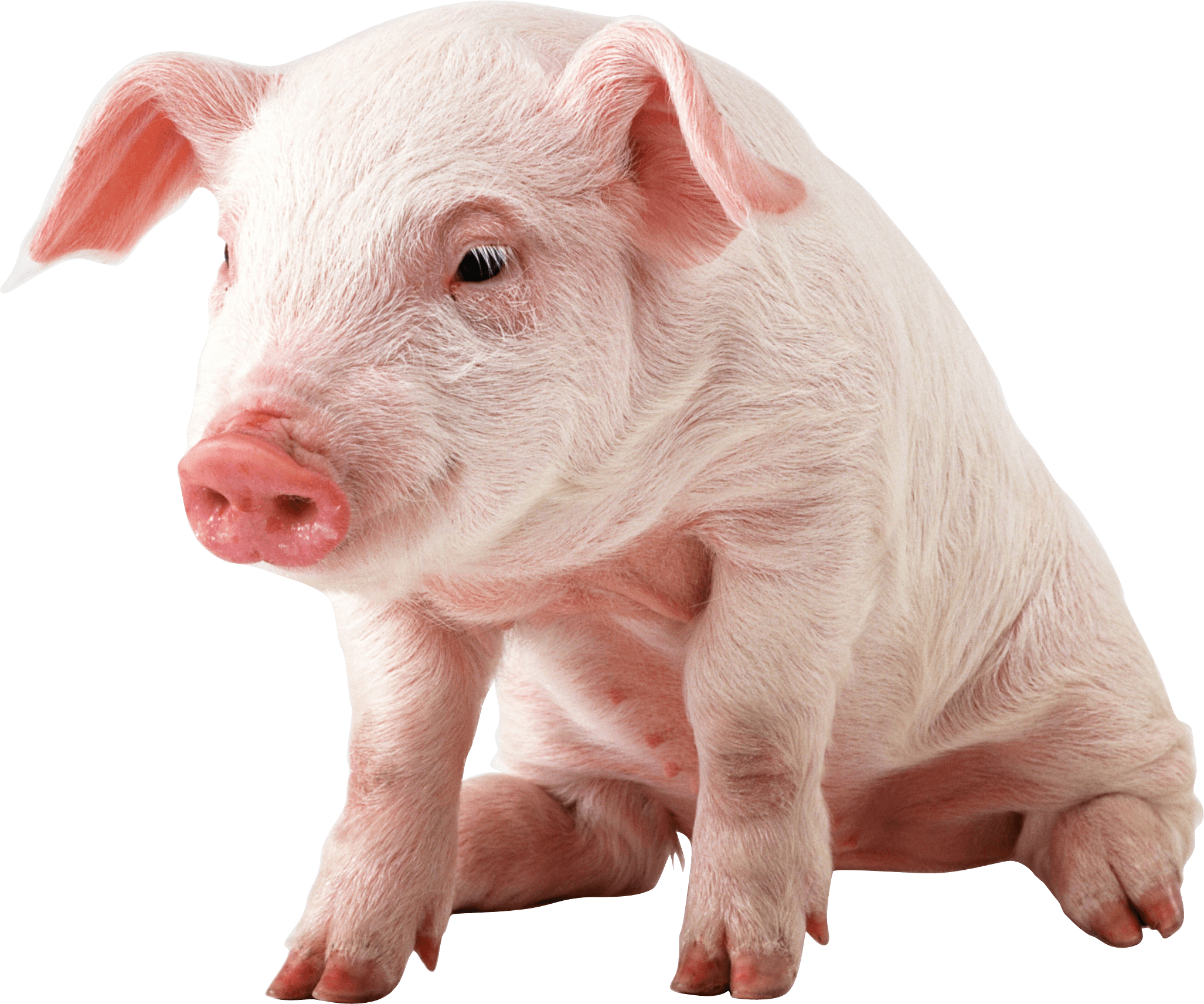 Small sitting transparent png. Pigs clipart baby pig