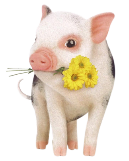 Download and dog hogs. Pigs clipart pet pig