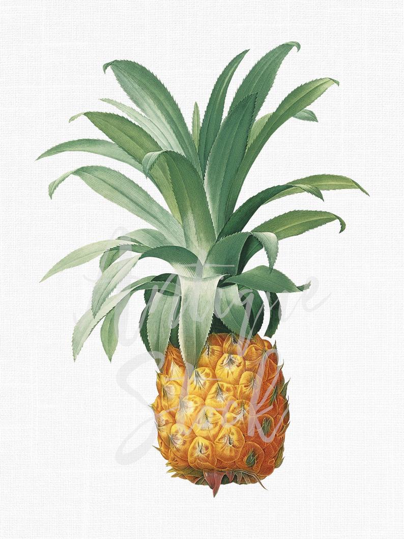 Fruit vintage digital download. Pineapple clipart craft
