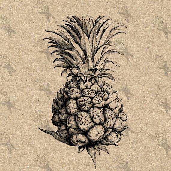 Antique image picture instant. Pineapple clipart vintage