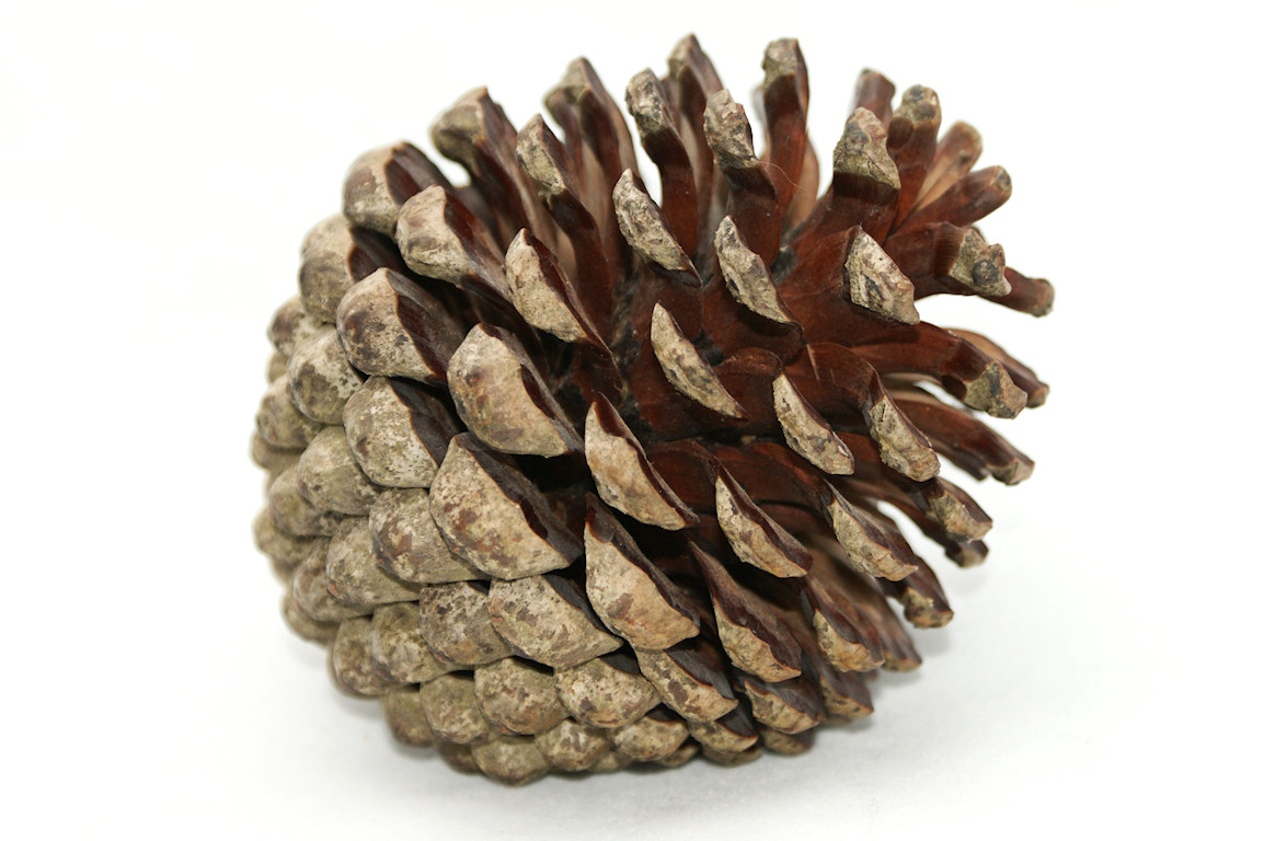 pinecone clipart